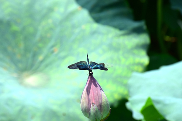 全国政协委员李连柱： 以“AI+3D打印”为支点 撬动万亿级个性化家居市场