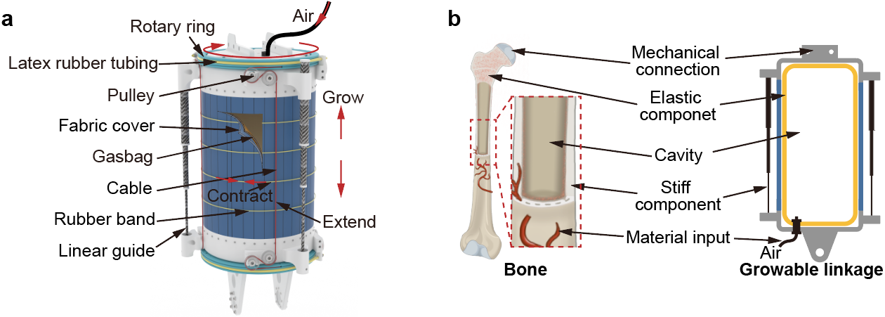 南科大机械系王宏强团队突破仿骨变形技术，打造出新型软体人形机器人